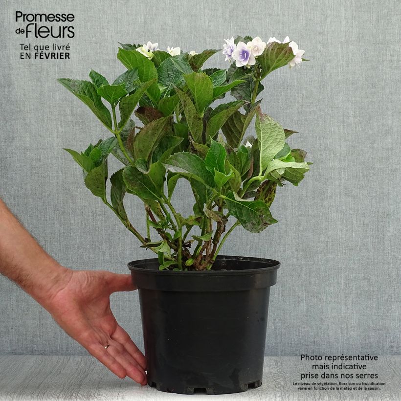 Amostra de Hortênsia macrophylla Stargazer Vaso de 4 L/5 L tal como entregue no outono