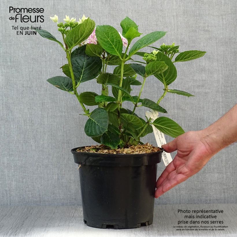 Amostra de Hortênsia macrophylla Stargazer Vaso de 4 L/5 L tal como entregue no verão