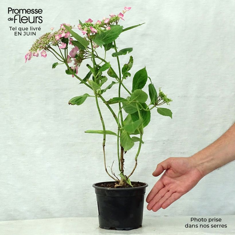 Amostra de Hortênsia macrophylla Teller Rosa Vaso de 2 L/3 L tal como entregue no verão