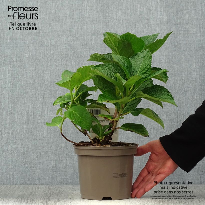 Amostra de Hortênsia macrophylla Teller Rosa Vaso de 2 L/3 L tal como entregue no outono
