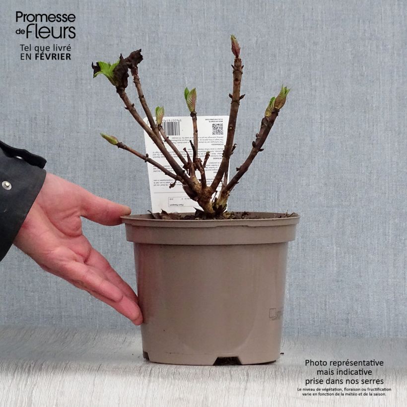 Amostra de Hortensia - Hydrangea macrophylla Teller Pink Vaso de 2 L/3 L tal como entregue no inverno