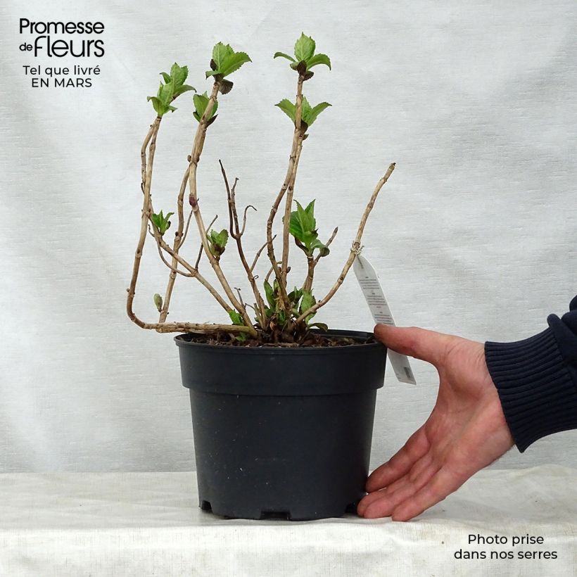 Amostra de Hortênsia macrophylla Teller Rosa Vaso de 2 L/3 L tal como entregue na primavera
