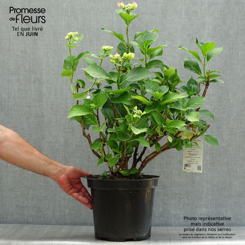 Amostra de Hortênsia macrophylla Teller Rosa Vaso de 7,5 L/10 L tal como entregue no verão