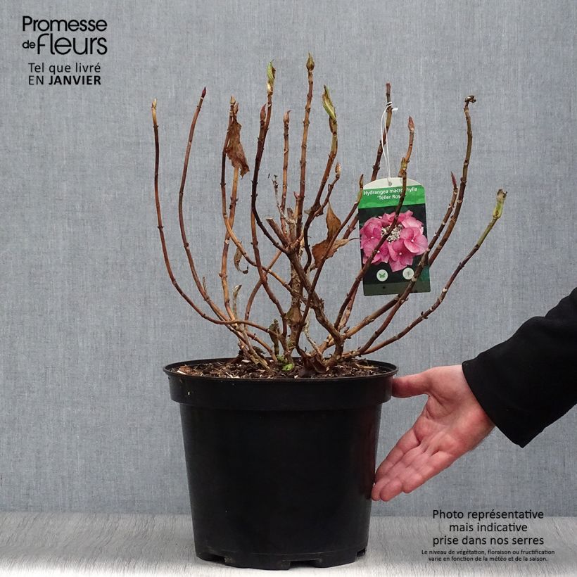 Amostra de Hortensia - Hydrangea macrophylla Teller Pink Vaso de 7,5 L/10 L tal como entregue no inverno