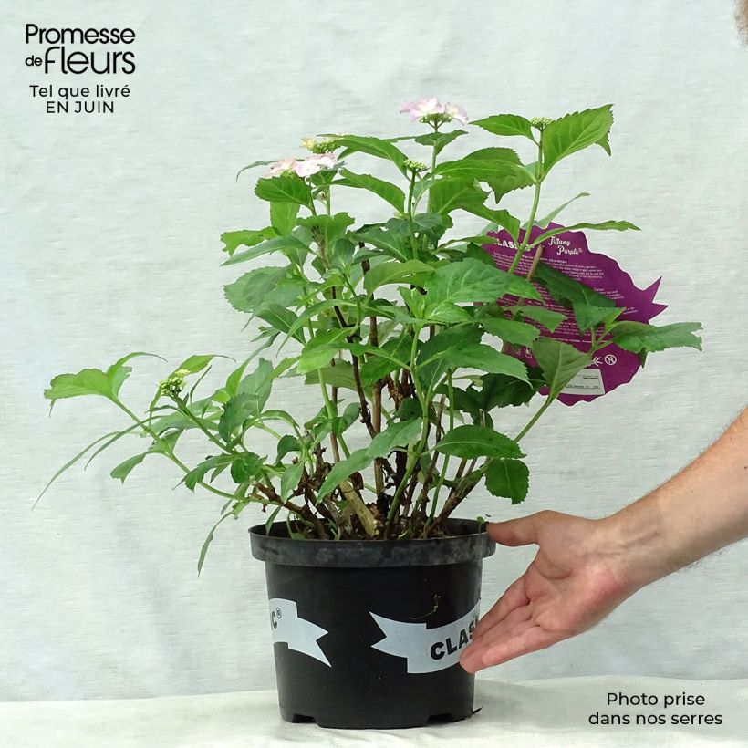 Amostra de Hortênsia macrophylla Tiffany Vaso de 4 L/5 L tal como entregue no verão
