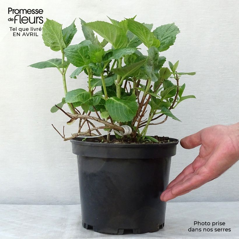 Amostra de Hortênsia macrophylla Tinkerbell Vaso de 1,5 L/2 L tal como entregue na primavera