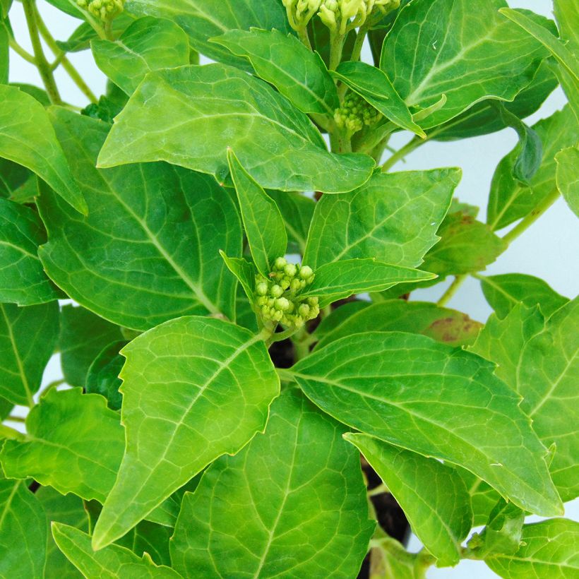 Hortênsia macrophylla Tovelit (Folhagem)