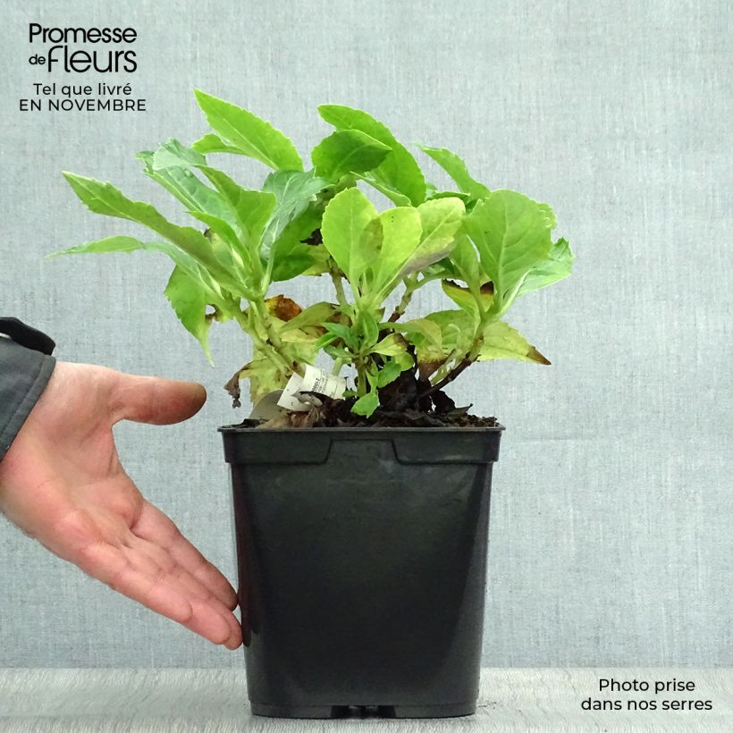 Amostra de Hortênsia macrophylla Tovelit Vaso de 2 L/3 L tal como entregue no outono