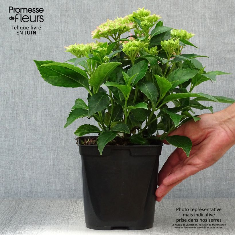 Amostra de Hortênsia macrophylla Tovelit Vaso de 2 L/3 L tal como entregue no verão