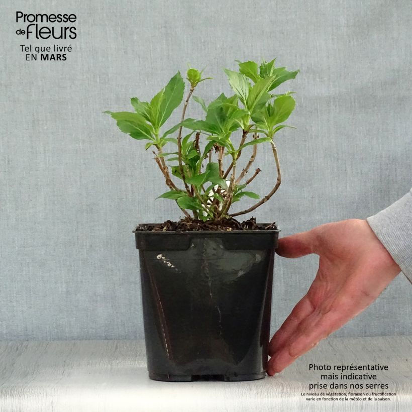 Amostra de Hortênsia macrophylla Tovelit Vaso de 2 L/3 L tal como entregue na primavera