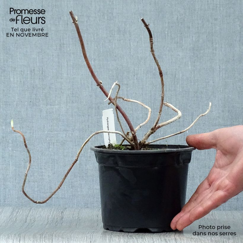 Amostra de Hortênsia macrophylla Veitchii Vaso de 2 L/3 L tal como entregue no outono