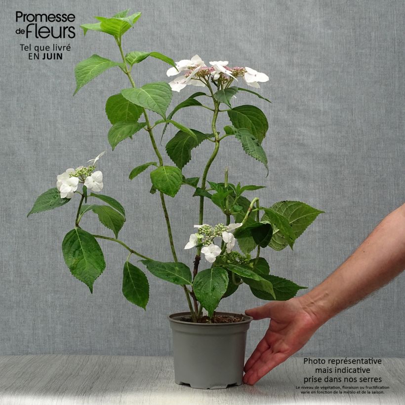 Amostra de Hortênsia macrophylla Veitchii Vaso de 2 L/3 L tal como entregue no verão