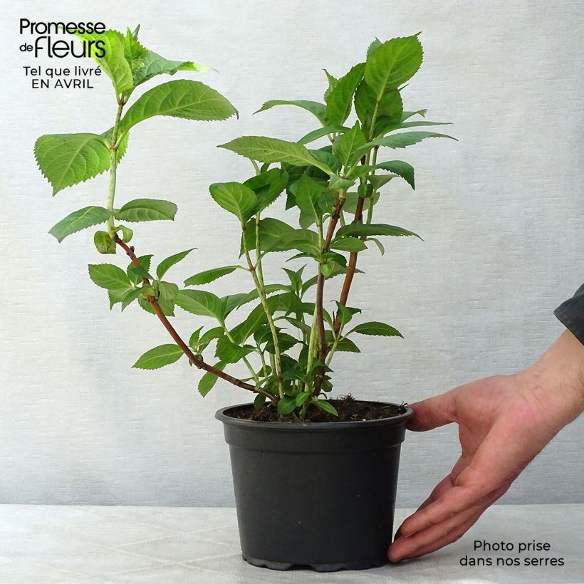 Amostra de Hortênsia macrophylla Veitchii Vaso de 2 L/3 L tal como entregue na primavera
