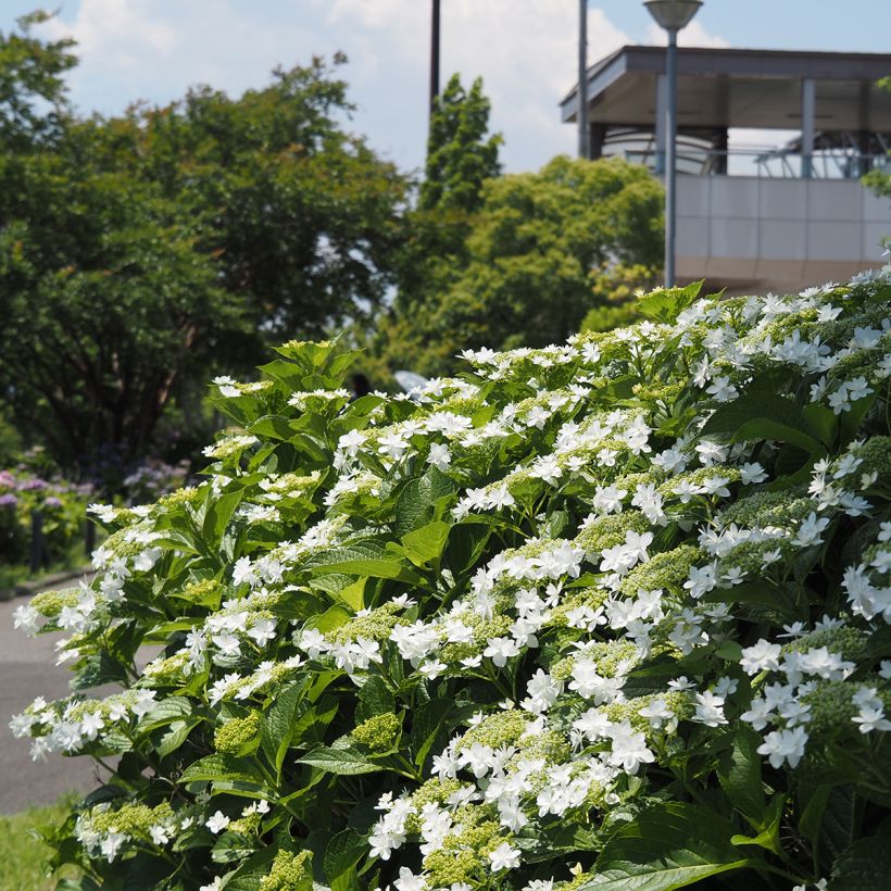 Hortênsia macrophylla Wedding Gown (Hábito)