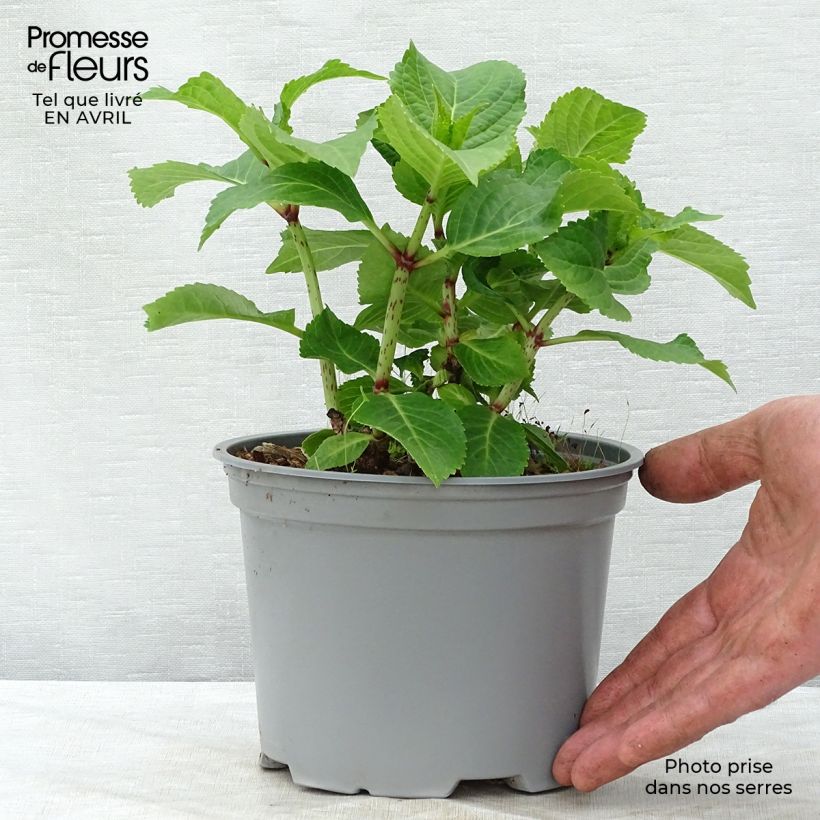 Amostra de Hortênsia macrophylla Wedding Gown Vaso de 1,5 L/2 L tal como entregue na primavera