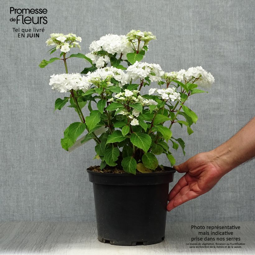 Amostra de Hortênsia macrophylla Wedding Gown Vaso de 4 L/5 L tal como entregue no verão