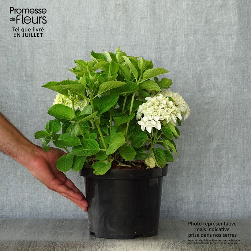 Amostra de Hortensia - Hydrangea macrophylla Wudu tal como entregue no verão