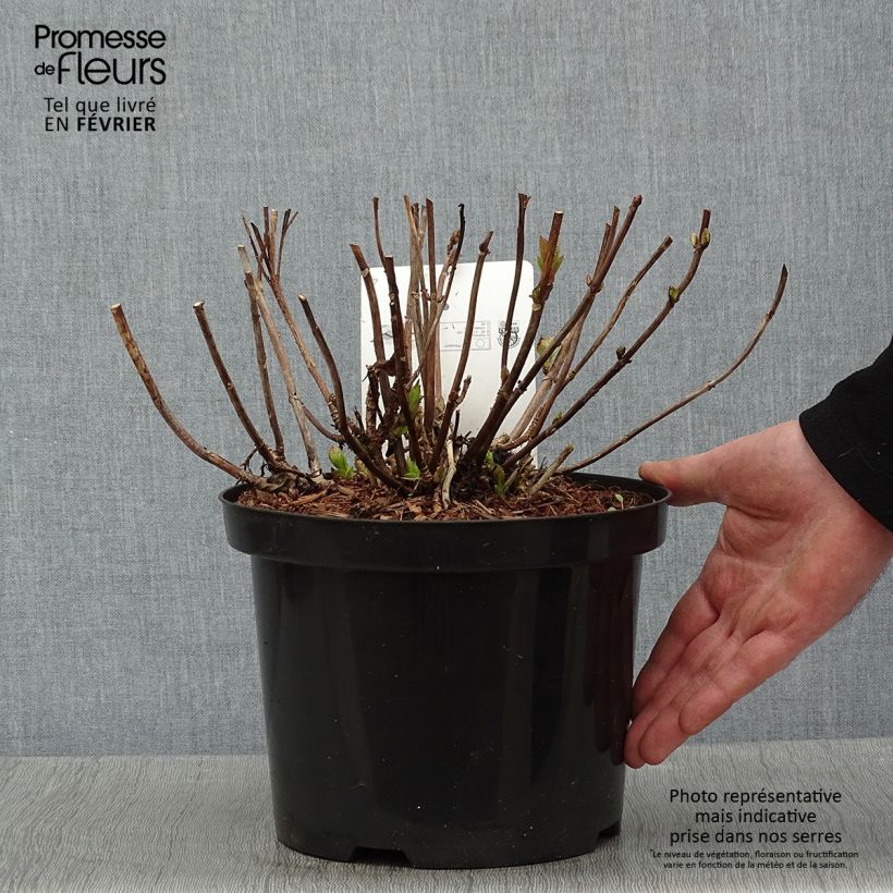 Amostra de Hortensia - Hydrangea macrophylla Wudu tal como entregue no inverno