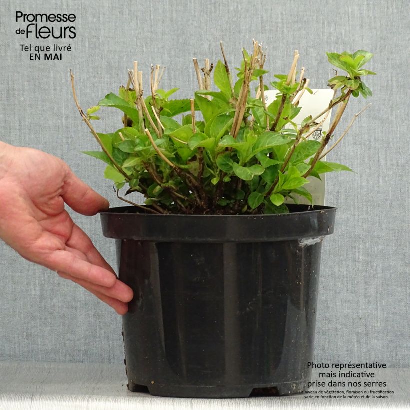 Amostra de Hortensia - Hydrangea macrophylla Wudu tal como entregue na primavera