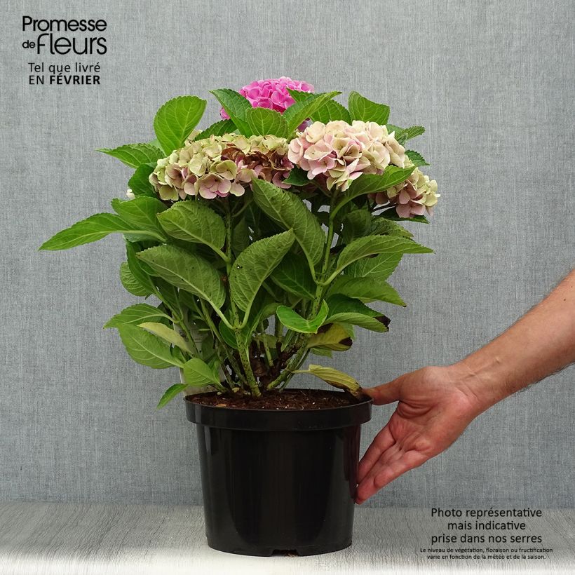 Amostra de Hortênsia macrophylla Xian Vaso de 4 L/5 L tal como entregue no outono