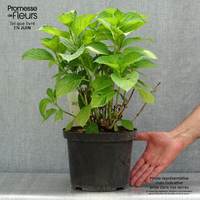 Amostra de Hortênsia macrophylla Xian Vaso de 4 L/5 L tal como entregue no verão