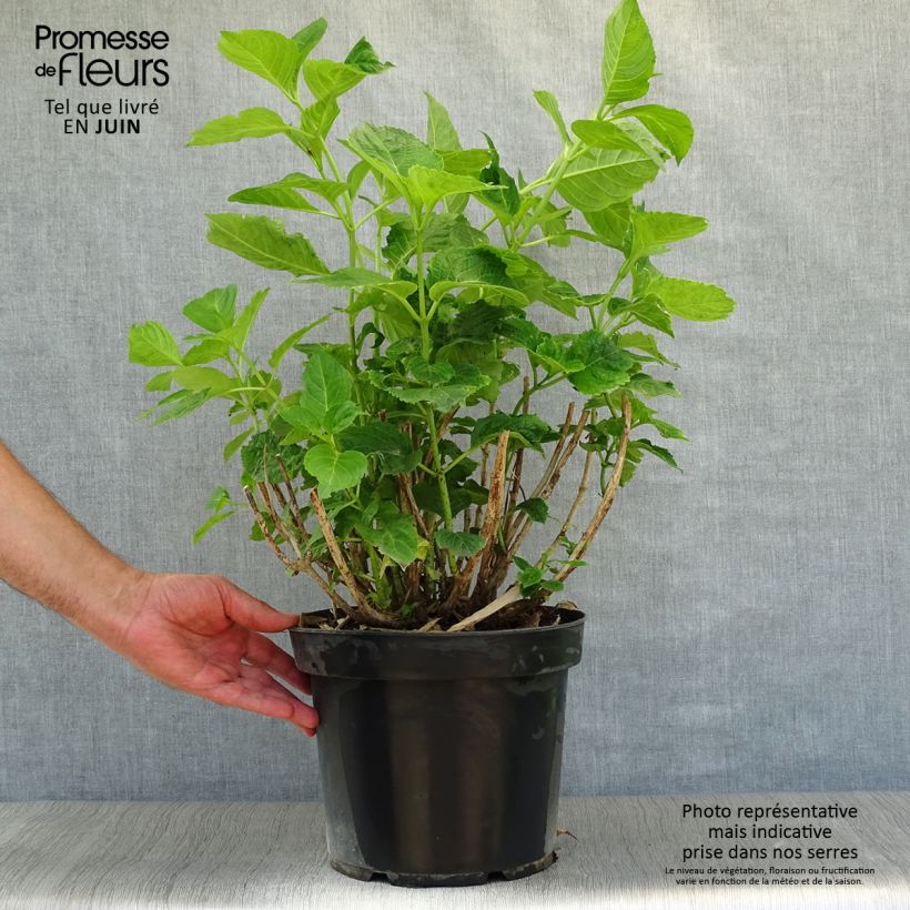 Amostra de Hortênsia macrophylla Xian Vaso de 7,5 L/10 L tal como entregue no verão