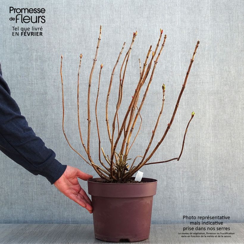 Amostra de Hortensia - Hydrangea macrophylla Xian Vaso de 7,5 L/10 L tal como entregue no inverno