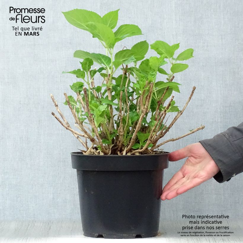 Amostra de Hortênsia macrophylla Xian Vaso de 7,5 L/10 L tal como entregue na primavera