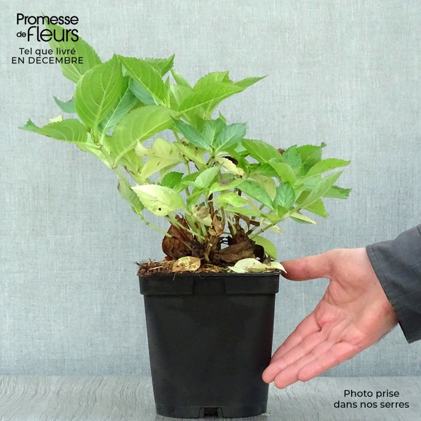 Amostra de Hortensia - Hydrangea macrophylla Yamato Vaso de 2 L/3 L tal como entregue no inverno