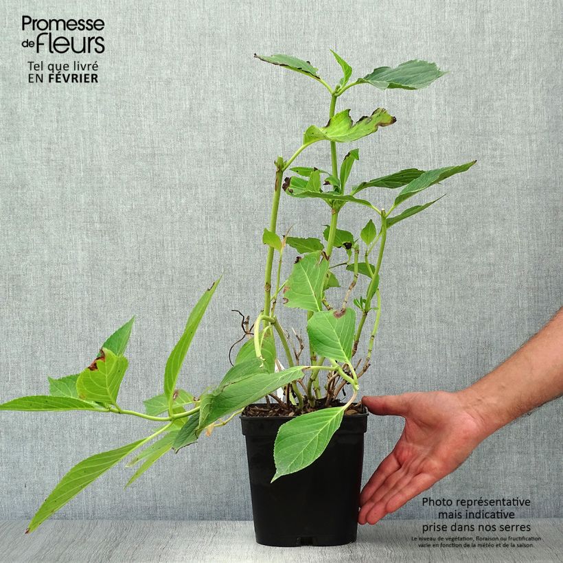 Amostra de Hortênsia macrophylla Yamato Vaso de 2 L/3 L tal como entregue no outono