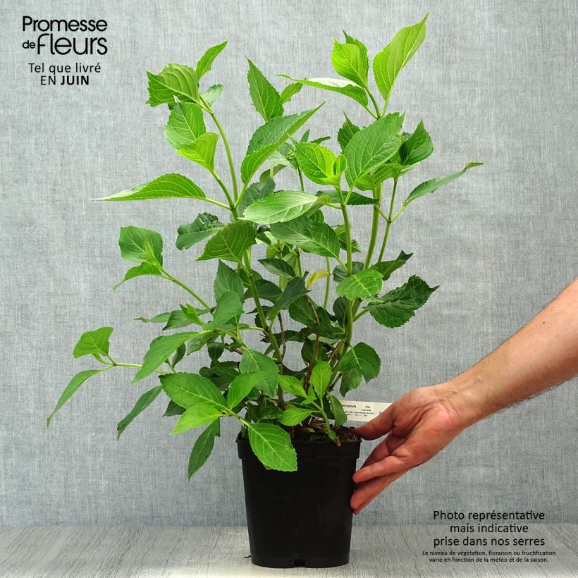 Amostra de Hortênsia macrophylla Yamato Vaso de 2 L/3 L tal como entregue no verão