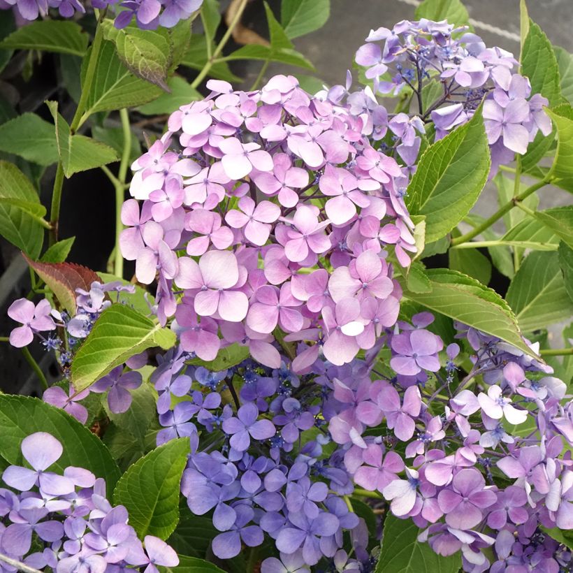Hortênsia macrophylla Yamato (Floração)