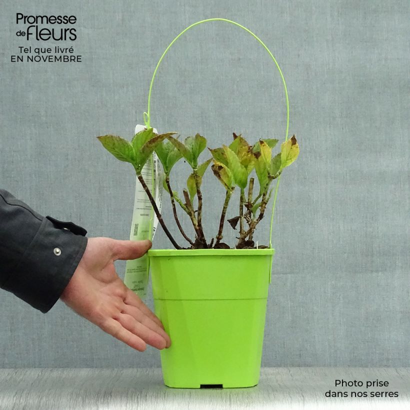 Amostra de Hortênsia macrophylla You and Me Together Vaso de 3 L/4 L tal como entregue no outono