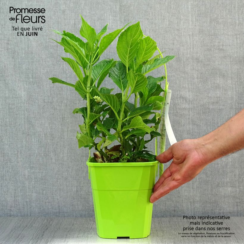 Amostra de Hortênsia macrophylla You and Me Together Vaso de 3 L/4 L tal como entregue no verão