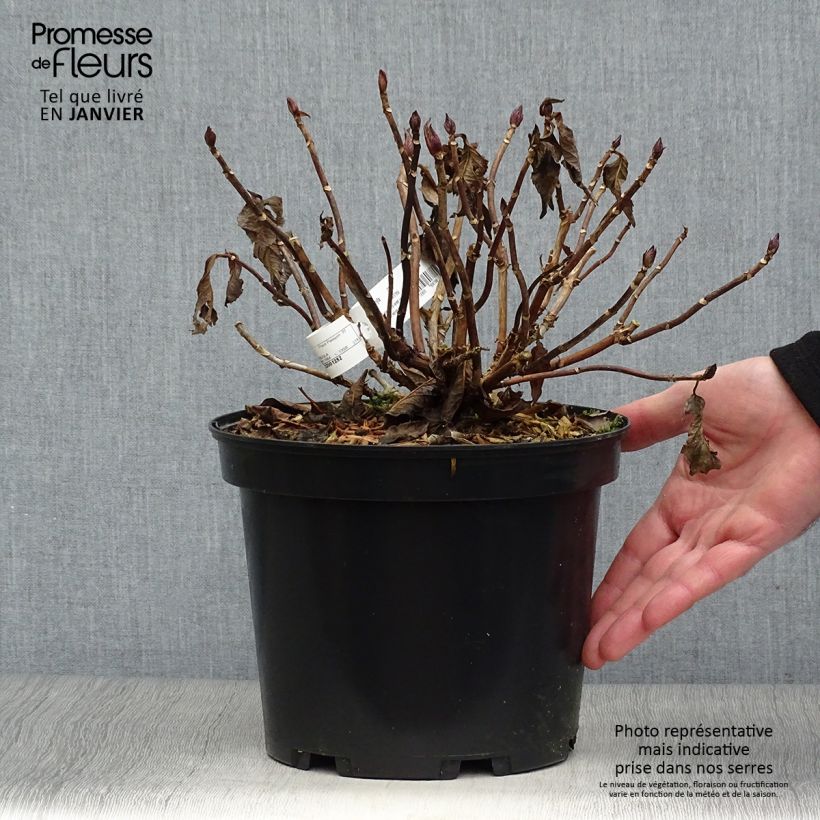 Amostra de Hortensia - Hydrangea macrophylla You and Me Together Vaso de 3 L/4 L tal como entregue no inverno