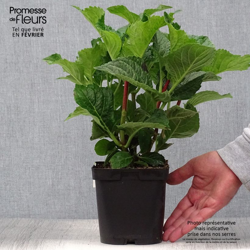 Amostra de Hortênsia macrophylla Zorro Azul Vaso de 2 L/3 L tal como entregue no outono