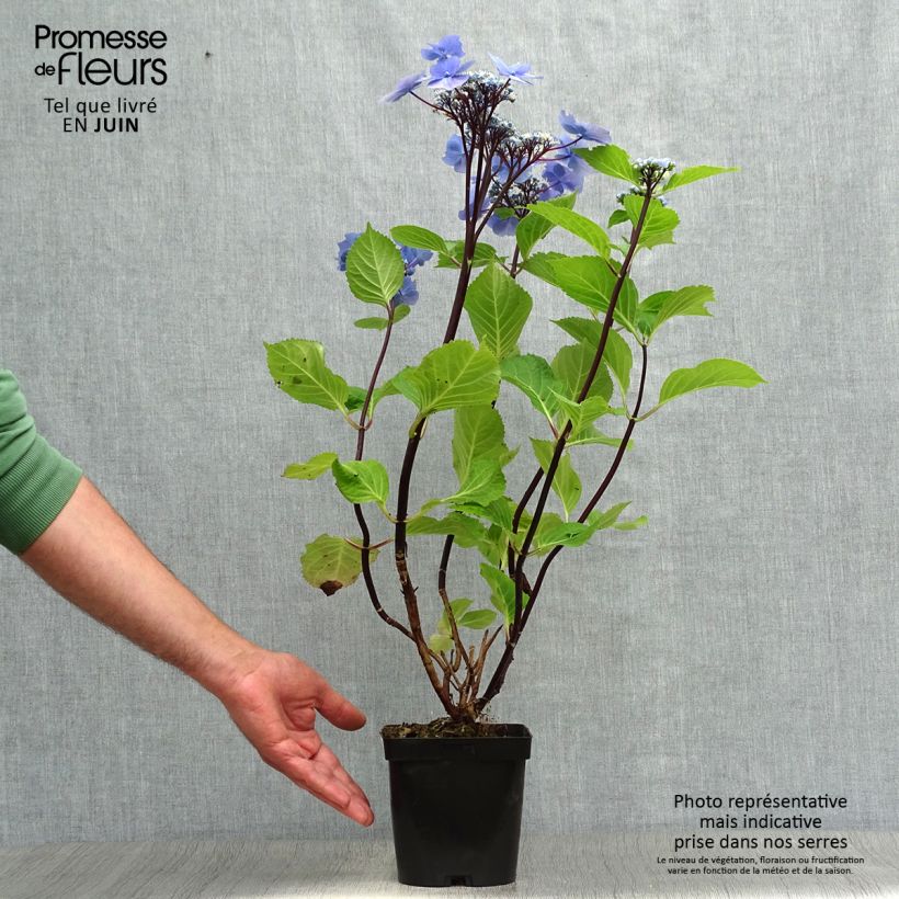 Amostra de Hortênsia macrophylla Zorro Azul Vaso de 2 L/3 L tal como entregue no verão