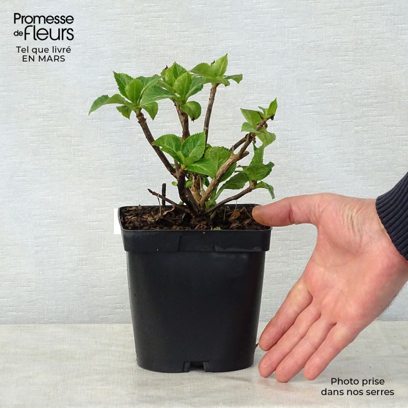 Amostra de Hortênsia macrophylla Zorro Rosa Vaso de 2 L/3 L tal como entregue na primavera