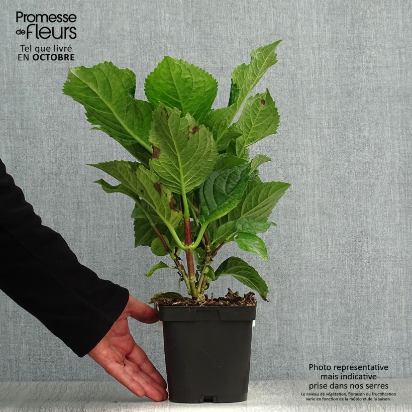 Amostra de Hortênsia macrophylla Zorro Rosa Vaso de 2 L/3 L tal como entregue no outono