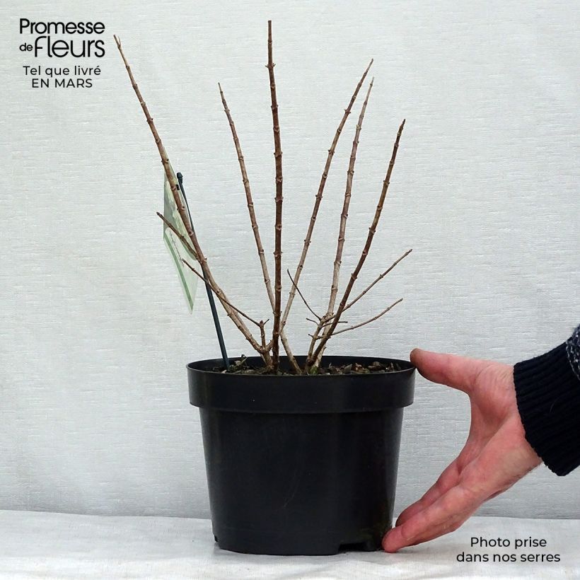 Amostra de Hortênsia paniculata Anã Bobo Vaso de 3 L/4 L tal como entregue no inverno