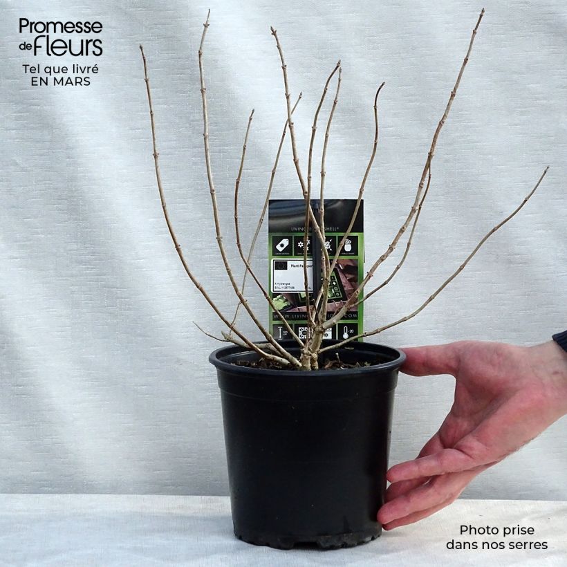 Amostra de Hortênsia paniculata Bombshell Vaso de 2 L/3 L tal como entregue na primavera