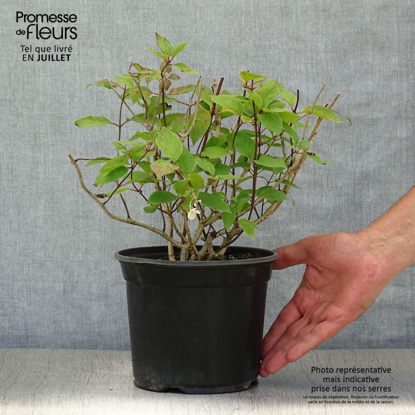 Amostra de Hortênsia paniculata Bombshell Vaso de 2 L/3 L tal como entregue no verão