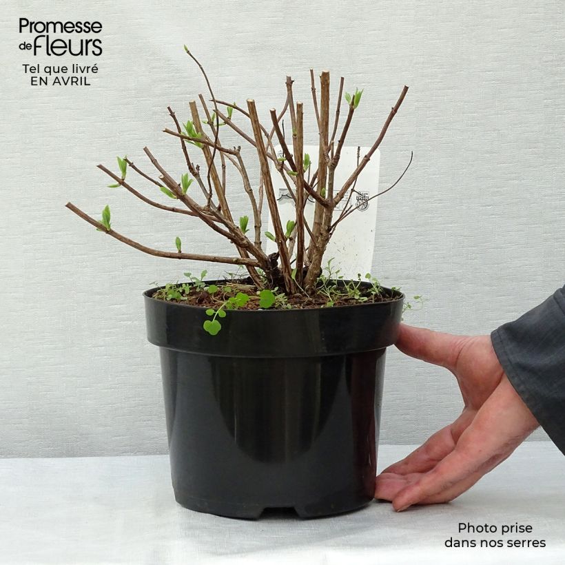 Amostra de Hortênsia paniculata Dart's Little Dot Vaso de 3 L/4 L tal como entregue na primavera