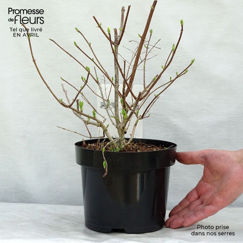 Amostra de Hortênsia paniculata Diamantino Vaso de 3 L/4 L tal como entregue na primavera