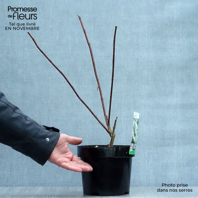 Amostra de Hortênsia paniculata Diamantino Vaso de 3 L/4 L tal como entregue no outono