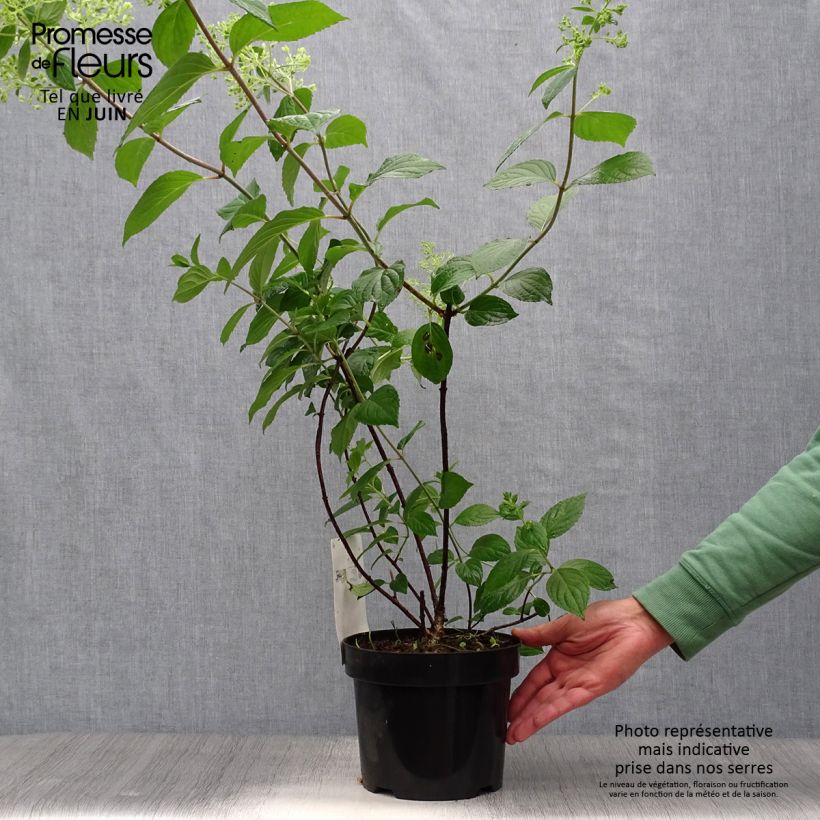 Amostra de Hortênsia paniculata Diamantino Vaso de 3 L/4 L tal como entregue no verão
