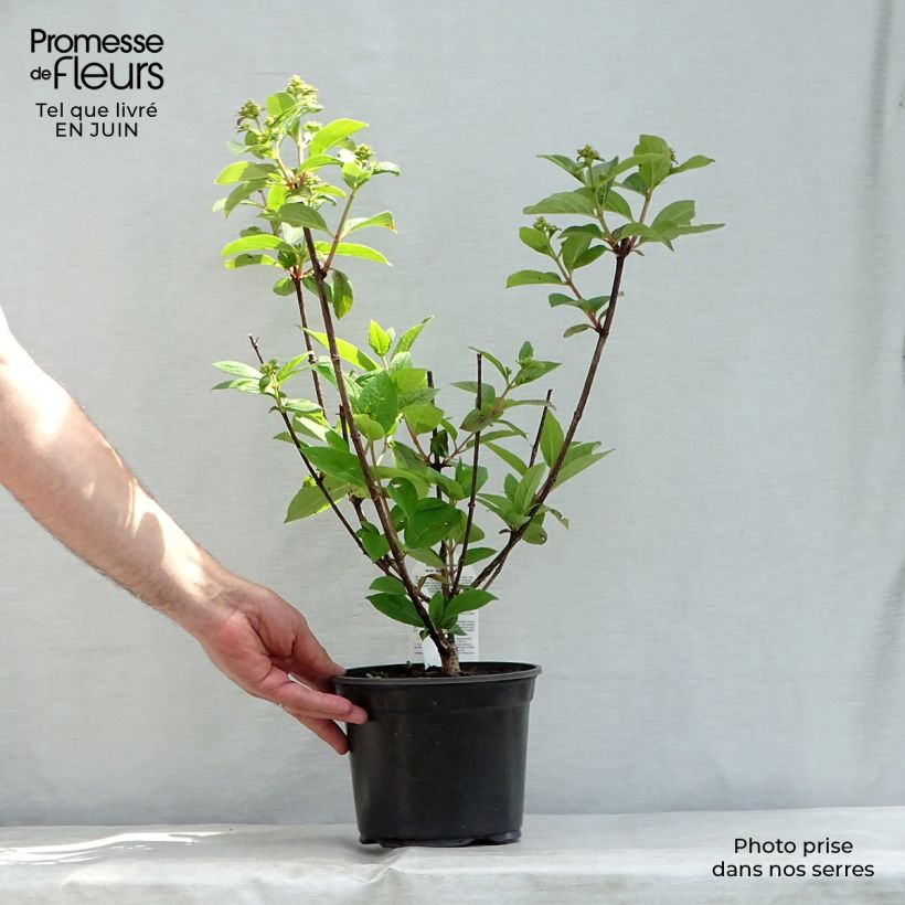 Amostra de Hortênsia paniculata Early Sensation Vaso de 3 L/4 L tal como entregue no verão