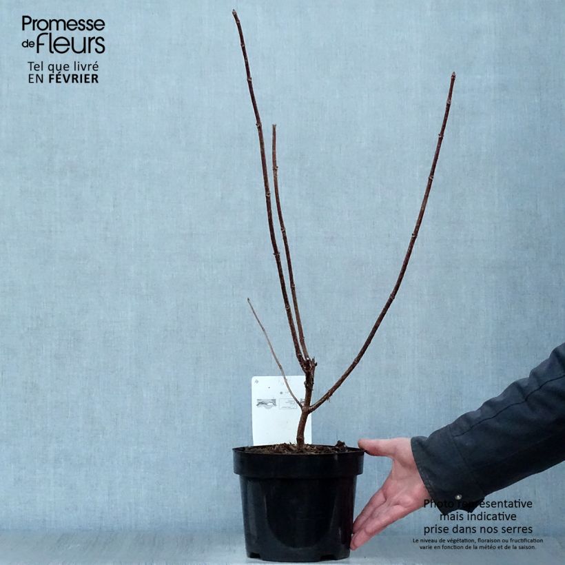 Amostra de Hydrangea paniculata Early Sensation - Hortensia paniculé Vaso de 3 L/4 L tal como entregue no inverno