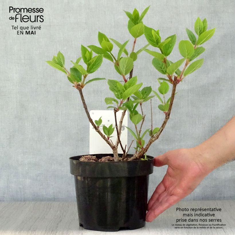 Amostra de Hortênsia paniculata Early Sensation Vaso de 3 L/4 L tal como entregue na primavera