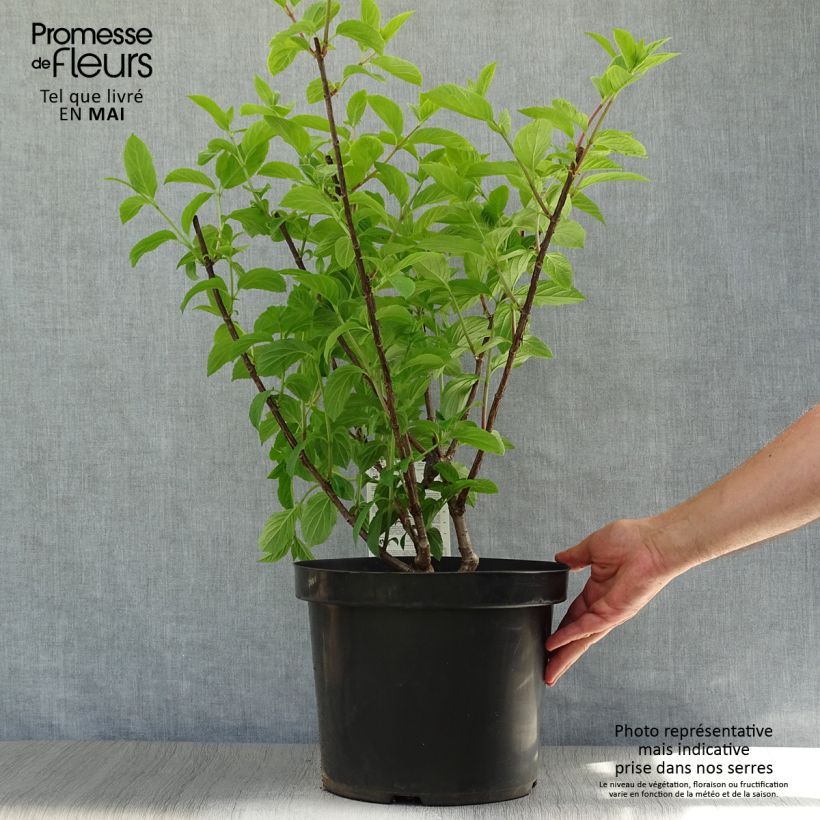 Amostra de Hortênsia paniculata Fraise Melba Vaso de 7,5 L/10 L tal como entregue na primavera